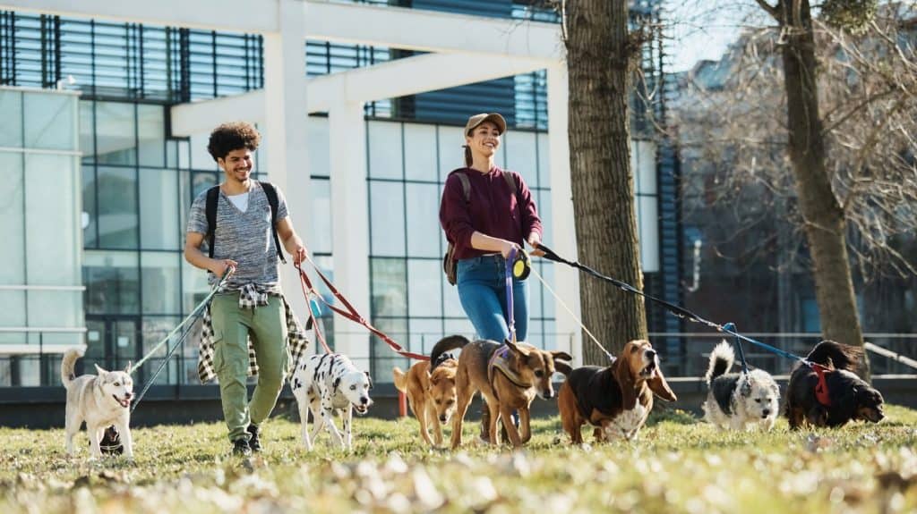 Young happy pet sitters walking large group of dogs on a leash in the park. Copy space.
