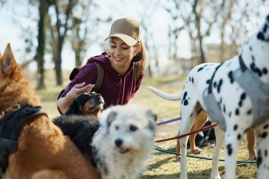 Female dog walker cuddling dogs while taking a break after the walk in nature.