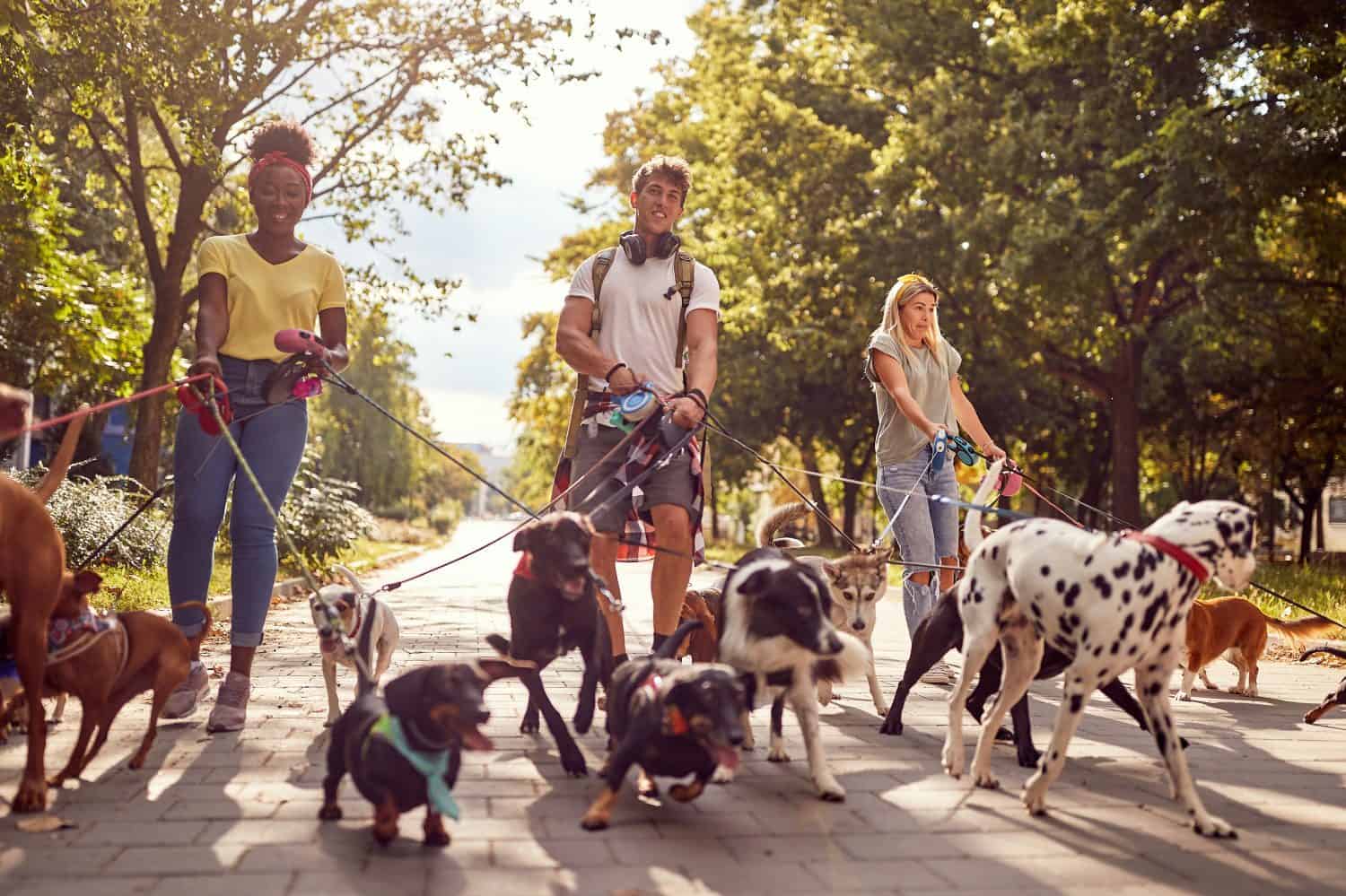 A group of young dog walkers on a beautiful day in the park are enjoying their job. Pets, walkers, service