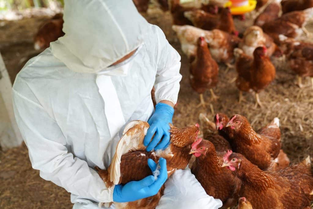 Veterinarians vaccinate against diseases in poultry such as farm chickens, H5N1 H5N6 Avian Influenza (HPAI), which causes severe symptoms and rapid death of infected poultry.