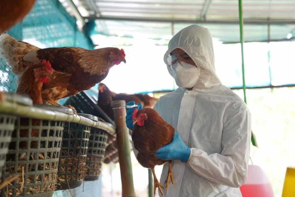 Bird flu, Veterinarians vaccinate against diseases in poultry such as farm chickens, H5N1 H5N6 Avian Influenza (HPAI), which causes severe symptoms and rapid death of infected poultry.