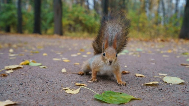 Funny little squirrel in a city park at a sunny day. Squirrel running fast. Her eyes, like beads, on the paws you can see the fingers. Frontal view