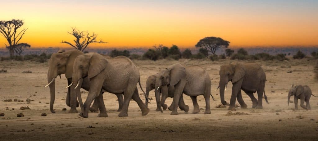 Herd of elephants performing migration in Amboseli