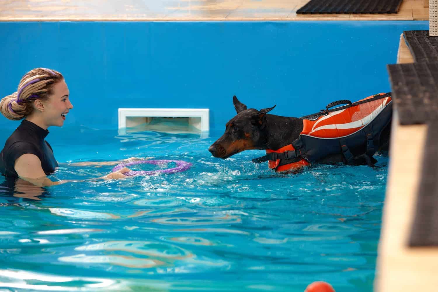 Dog trainer at the swimming pool, teaching the dog to swim.