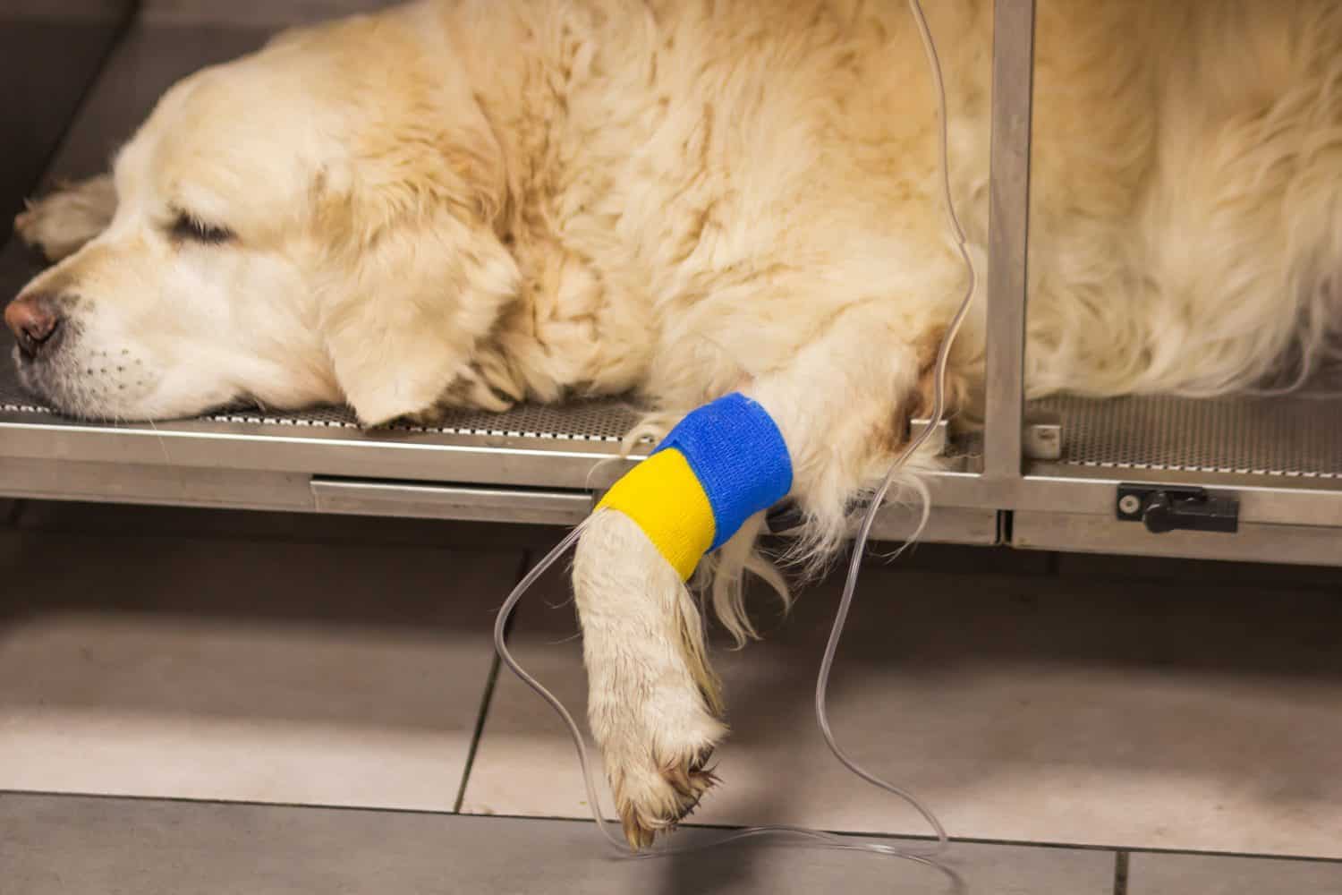 Golden Retriever's dog paw with catheter for a dropper under a blue and yellow patriotic bandage. Intravenous supply of drug solution in the veterinary clinic. Dog's health and pet care concept.