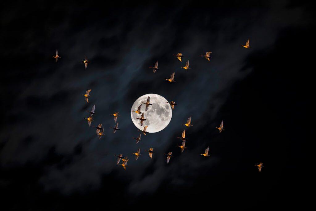 Beautiful full moon in the night sky. Birds flying in front of the moon.