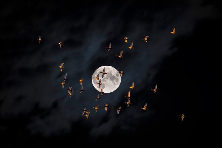 Beautiful full moon in the night sky. Birds flying in front of the moon.