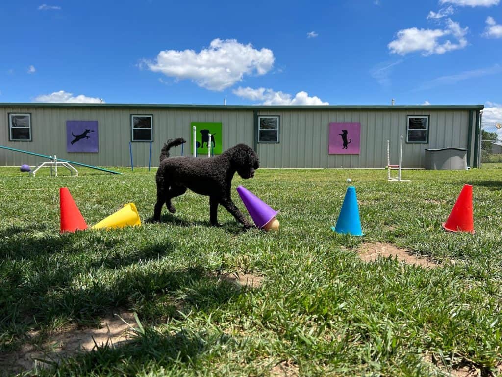 Dog enrichment game at boarding and daycare