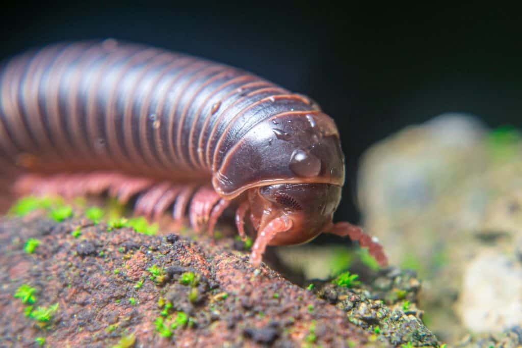 milipede, centipede, kaki seribu, uling, luing, luwing, keluwing,Diplopoda,Spirostreptus, Myriapoda, milpi&eacute;s , Eumillipes persephone walks looking for rotten leaves or young leaves on the ground