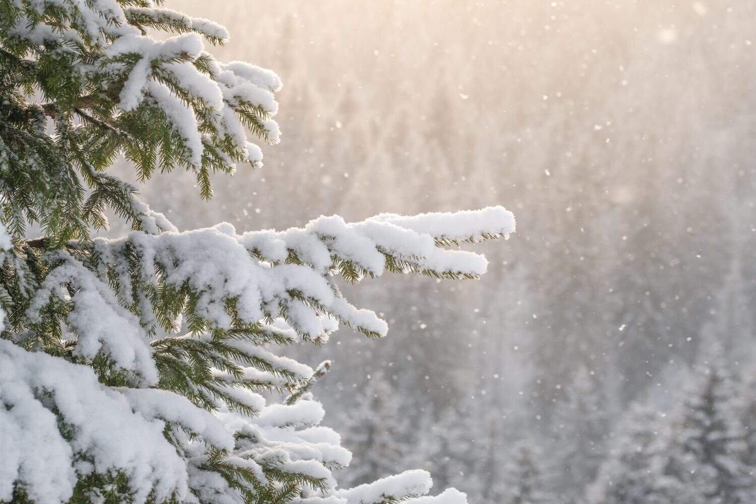 Beautiful winter scenery with snow falling on a spruce tree branch close-up. Snowfall in a winter spruce forest at sunny day. Snowflakes slowly flying in air at sunny cold winter day. Christmas time
