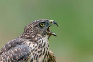 Northern goshawk (accipiter gentilis) searching for food in the forest of Noord Brabant in the Netherlands
