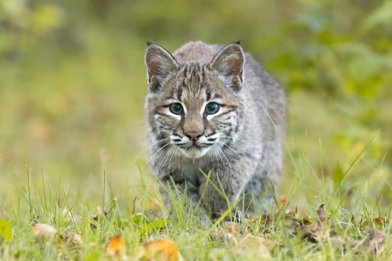 The Bobcat doesnt want to be fed, it wants to hunt. The North American Bobcat (Lynx rufus) is indeed a clever girl. When stalking prey it only thinks "must go faster" Taken in controlled conditions