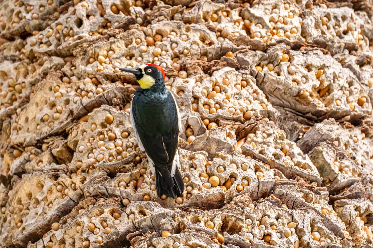 Acorn woodpecker (Melanerpes formicivorus) sitting on a palm tree. 