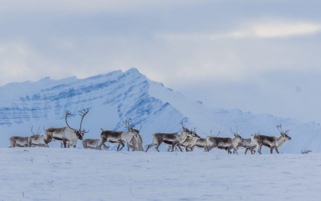 A Caribou bull escorts his harem in front of Arctic Mountains.