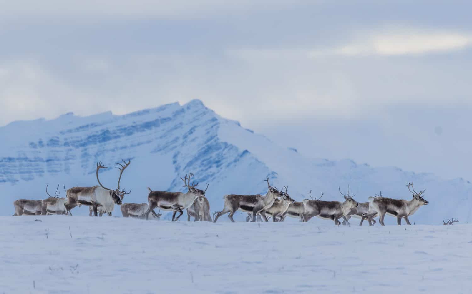 A Caribou bull escorts his harem in front of Arctic Mountains.