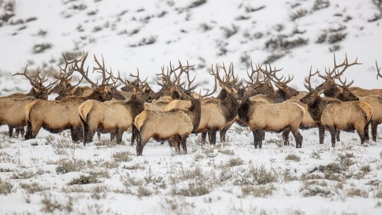 Rocky Mountain Bull Elk in snow