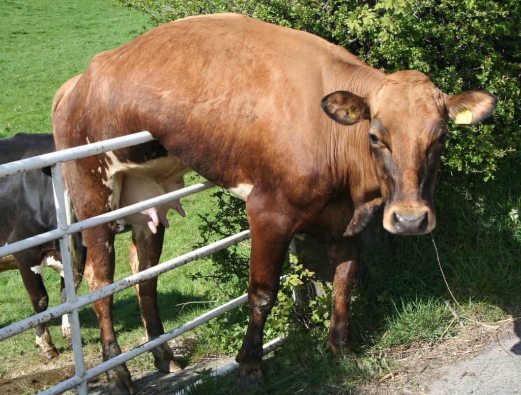 Dairy cow hanging on a gate looking at camera.