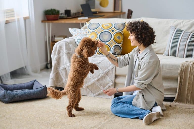 Woman training her dog at home
