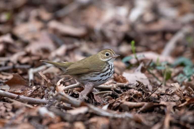 A closeup of an ovenbird on a ground with fallen leaves.