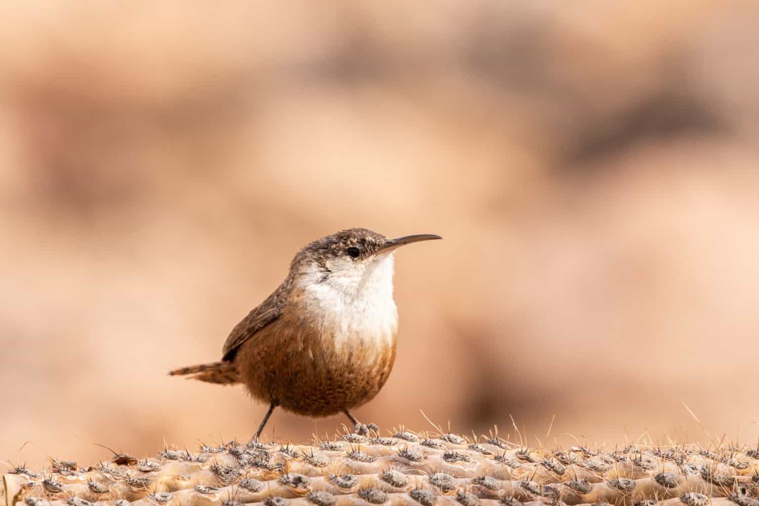 Canyon wren on fallen cactus