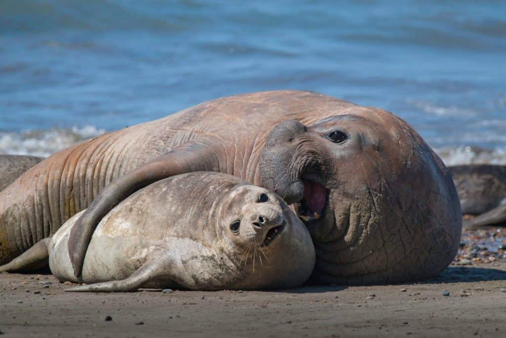 Elephant seal couple, Peninsula Valdes, Patagonia, Argentina.