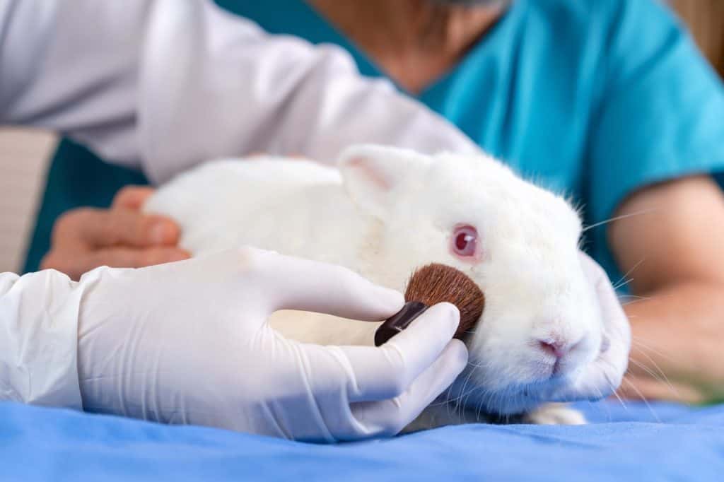 scientist doctor brushing chemical ingredients on a white rabbit skin tissue sample in hospital lab, veterinarian researcher do animal experiment testing for drugs treatments and cosmetics concept