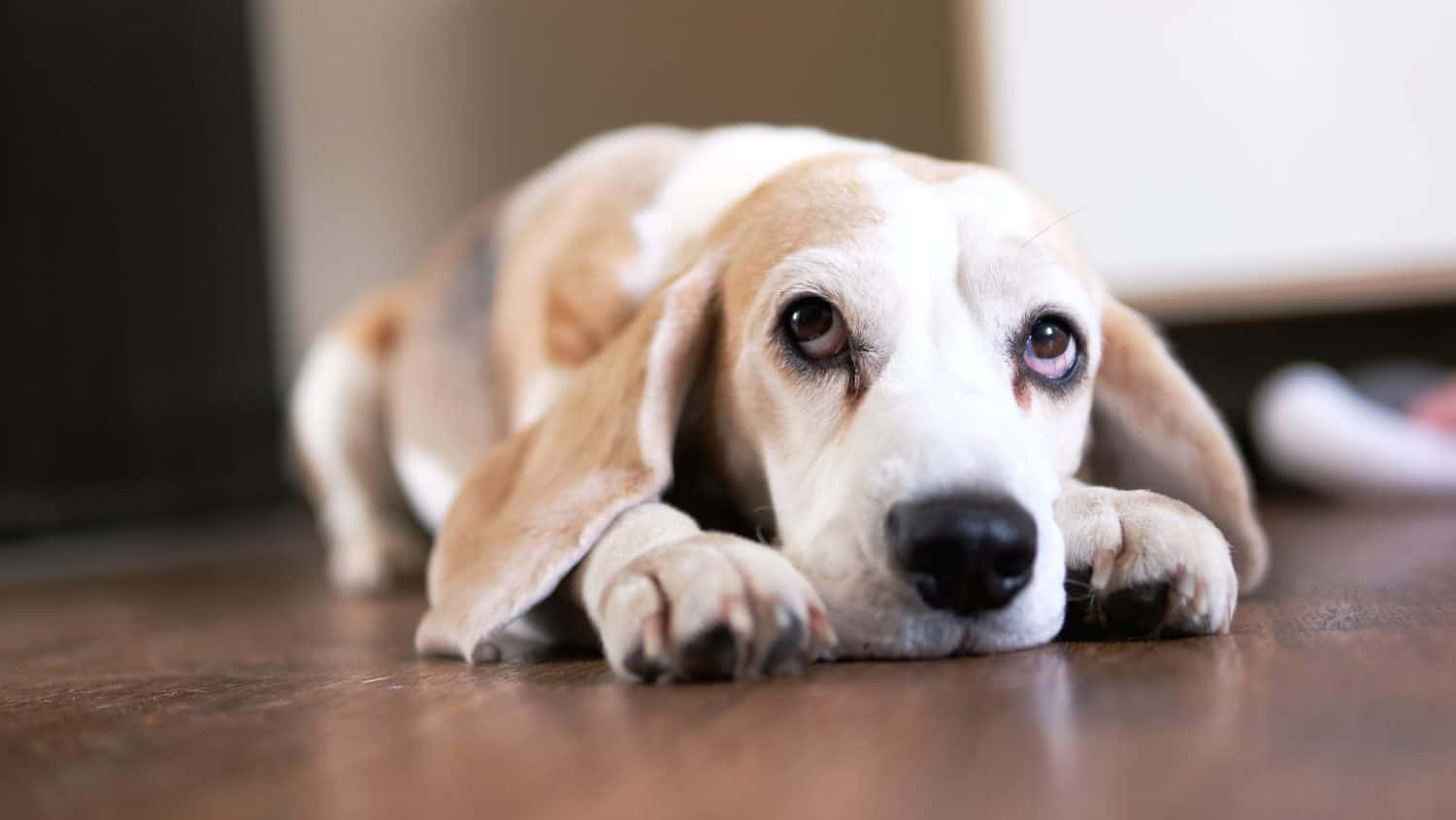 Close up The beagle dog lies on the floor sad, sick, bored and looks up at the owner. High quality photo