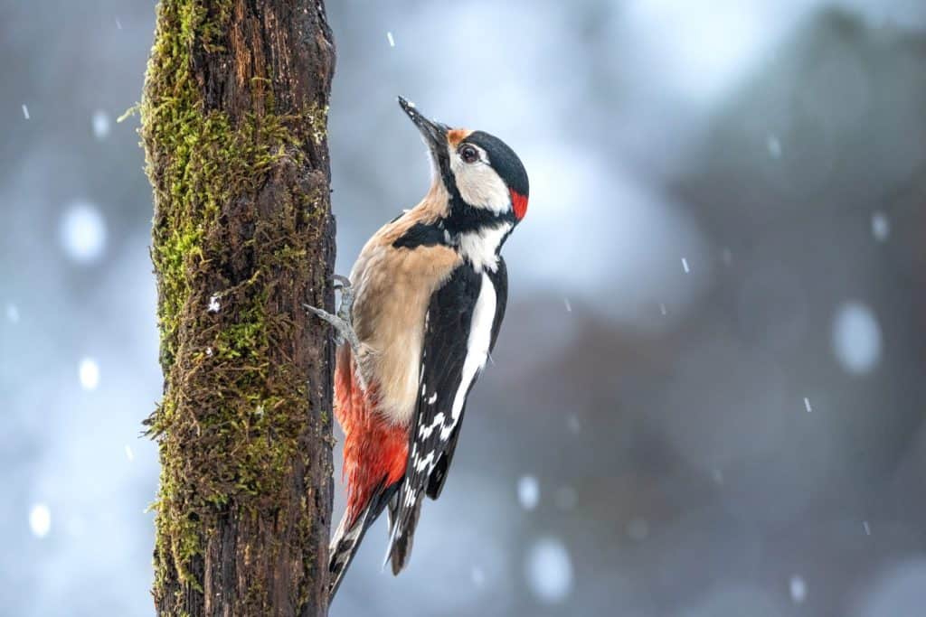 Great spotted woodpecker male in the snow storm, winter snowy times, stunning scenery