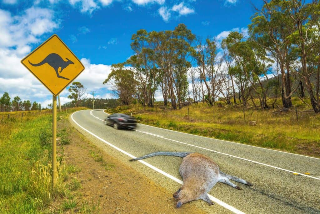 Warning sign for kangaroo crossing on Austalian country road with dead kangaroo hit by car.