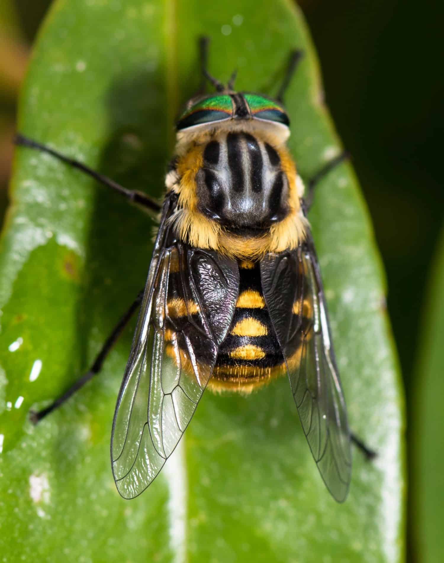 A closeup of a Scaptia beyonceae perched on a leaf
