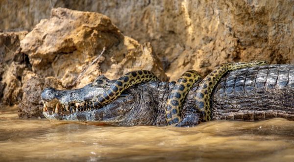 Why Anacondas Stretch Their Jaws After Eating Massive Prey - A-Z Animals - Feeding Schedule For Anacondas Large And Small