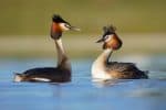 Grebe