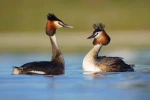 Great crested grebe courtship (Podiceps cristatus)