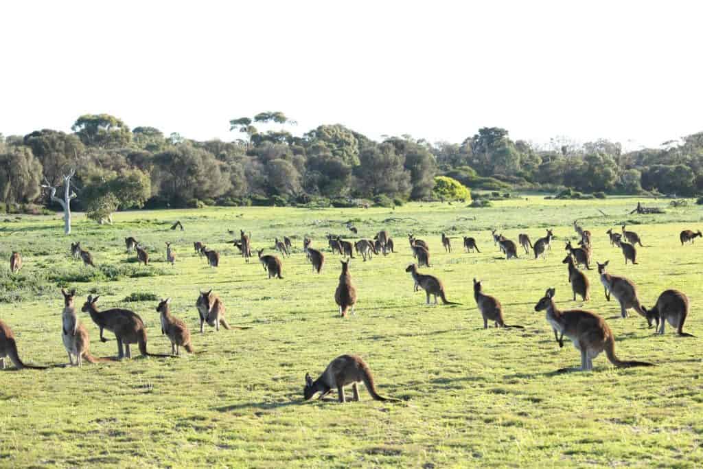 Kangaroo mob grazing in conservation park. South Australia.