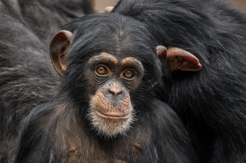 A head portrait shot of a small baby chimpanzee (Pan troglodytes) with multiple other chimps in the background looking to the camera lens