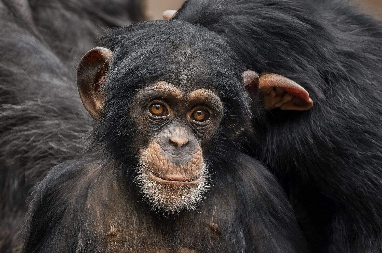 A head portrait shot of a small baby chimpanzee (Pan troglodytes) with multiple other chimps in the background looking to the camera lens                                
