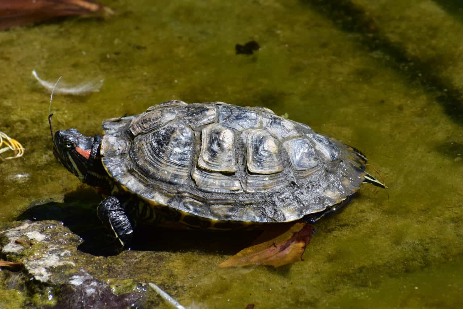 The western Pacific pond turtle (Actinemys marmorata) is a species of small to medium-sized turtle in the family Emydidae. The species is endemic to the western coast of the United States and Mexico.