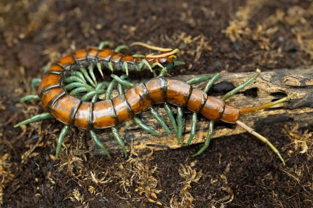 Close-up Scolopendra subspinipes &lsquo;Mint legs&rsquo; centipede on a small branch. Mint legs centipede was on the ground.
