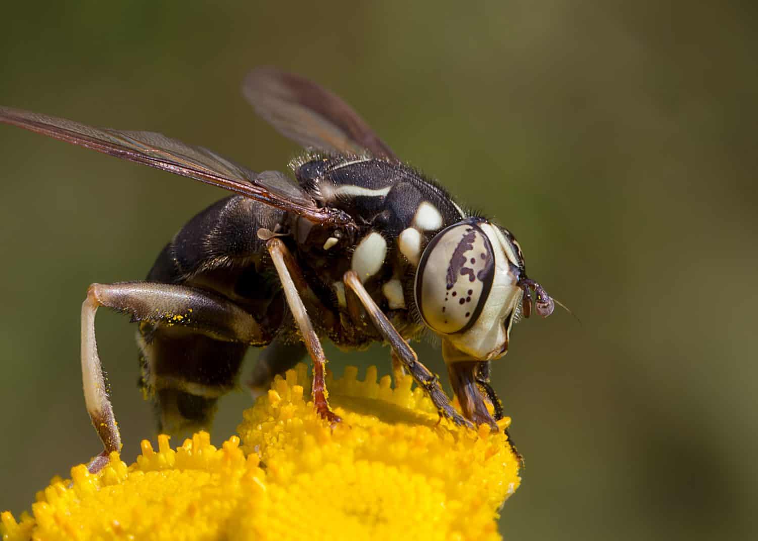 Bald-faced Hornet Fly (Dolichovespula maculata) pollinating a yellow Common Tansy wildflower in the Chippewa National Forest, northern Minnesota USA