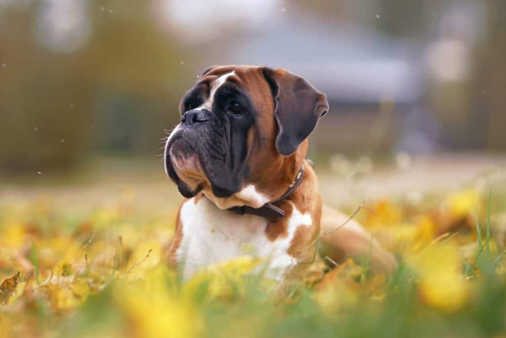 Adorable fawn and white Boxer dog with a brown leather collar posing outdoors lying down in a green grass with fallen yellow maple leaves in autumn