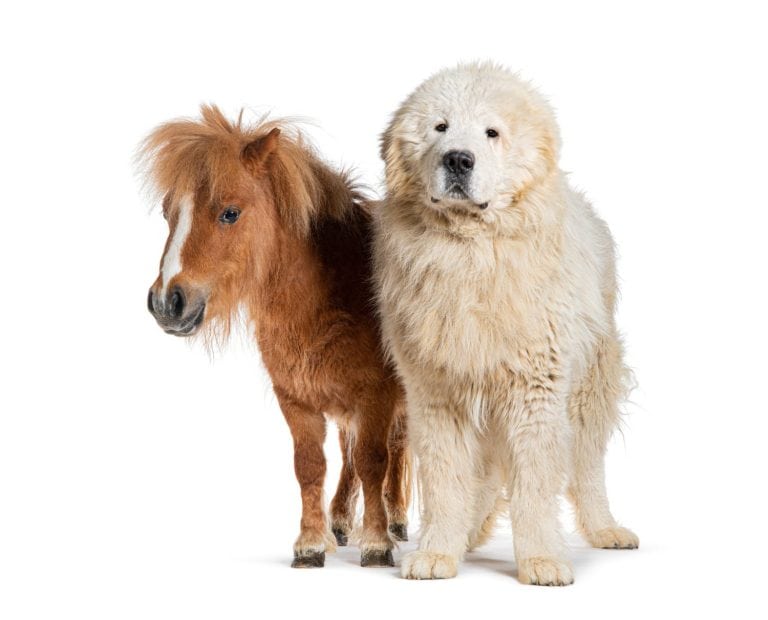 Maremma Sheepdog and Falabella Miniature Horse side by side, isolated in white