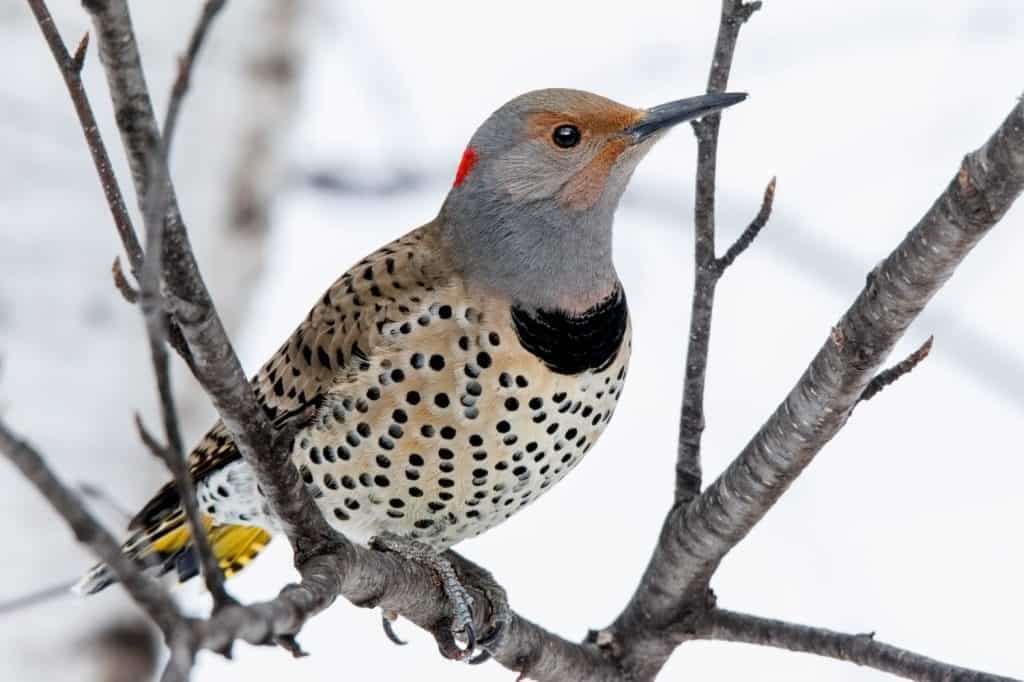 Close up Northern Flicker (Colaptes auratus) woodpecker perching on sa Paper Birch branch in the Chippewa National Forest, northern Minnesota USA