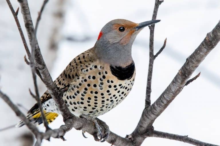 Close up Northern Flicker (Colaptes auratus) woodpecker perching on sa Paper Birch branch in the Chippewa National Forest, northern Minnesota USA