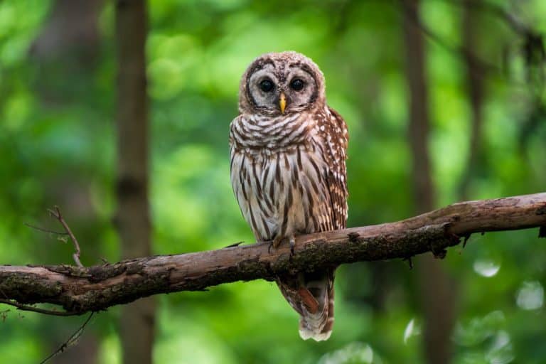 A juvenile barred owl enjoying a good rest right before sunset.
