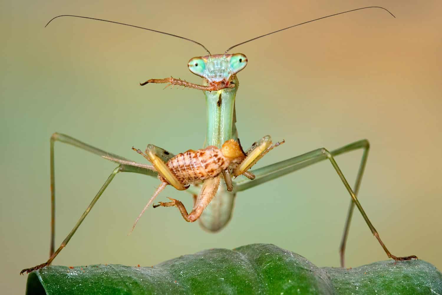 A Chinese mantis nymph is eating a cricket while standing on a leaf.