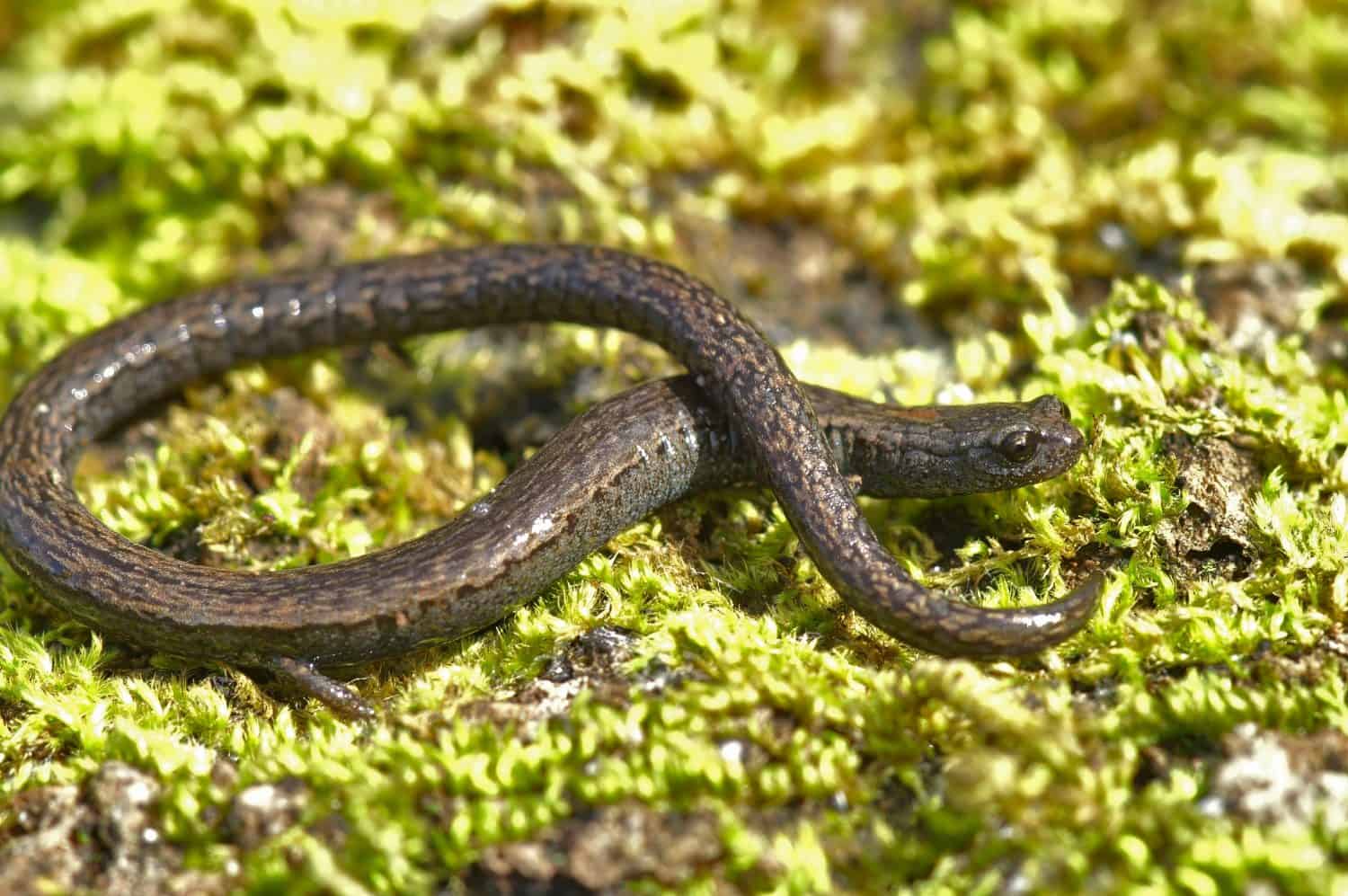 Natural closeup on a Californian Santa Lucia Mountains slender salamander, Batrachoseps luciae, sitting on a moss covered stone
