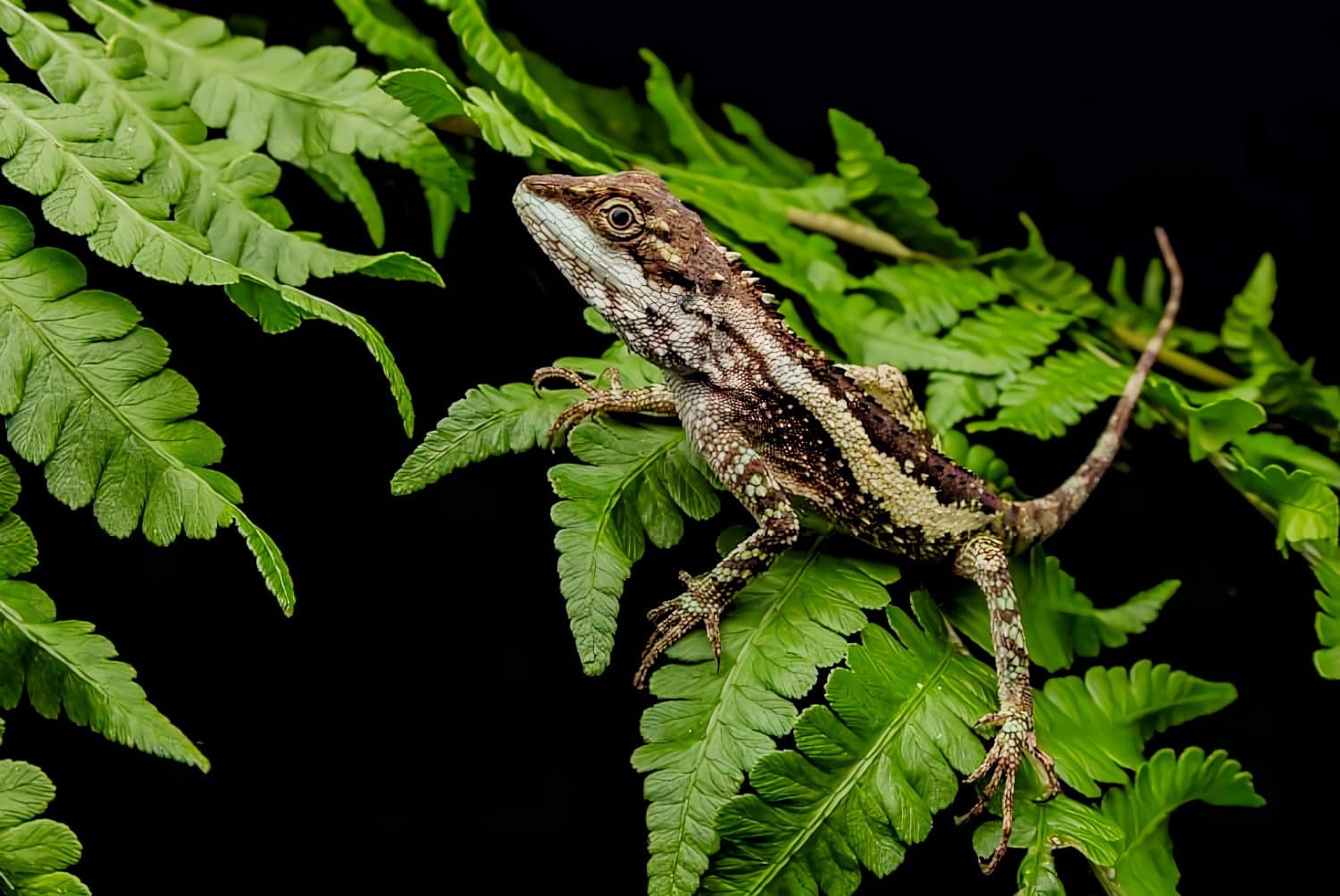 A lizard named diploderma polygonatum xanthostomum perched on a leaf