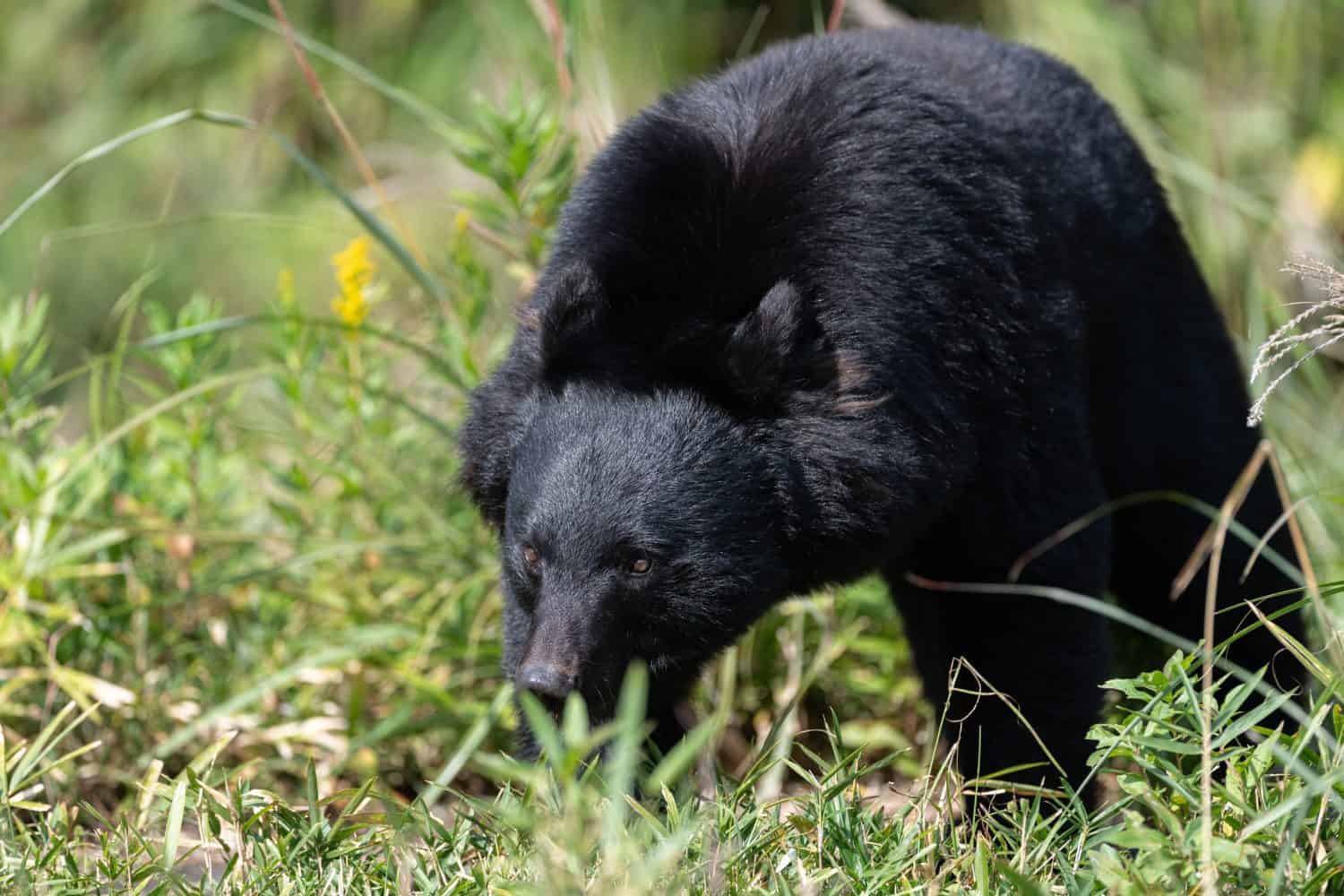 Asiatic black bear walking around
