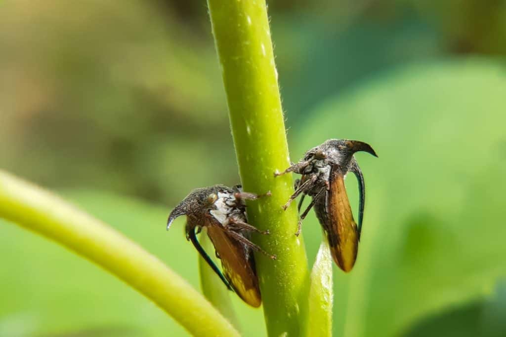 Vivid macro shot capturing treehoppers (Leptocentrus) perched on a lush green plant stem.
