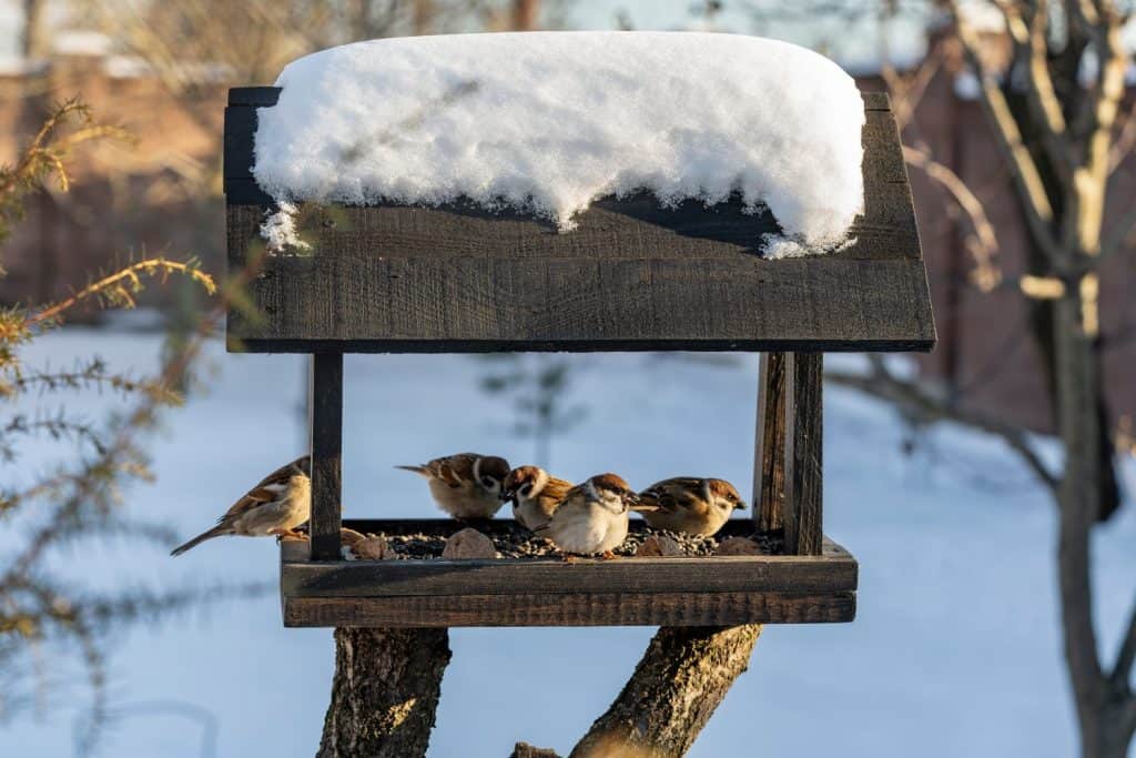 Wooden bird feeder in the form of a house on winter garden. Behavior of birds at feeder with seeds. There are sparrows in feeder. Birds at the feeder
